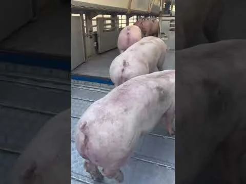 Команда, поголів’я та перевезення
